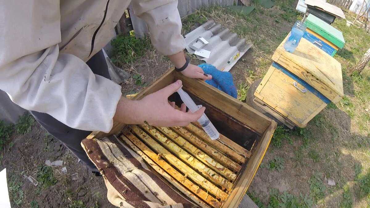 Меры борьбы с варроатозом пчёл.