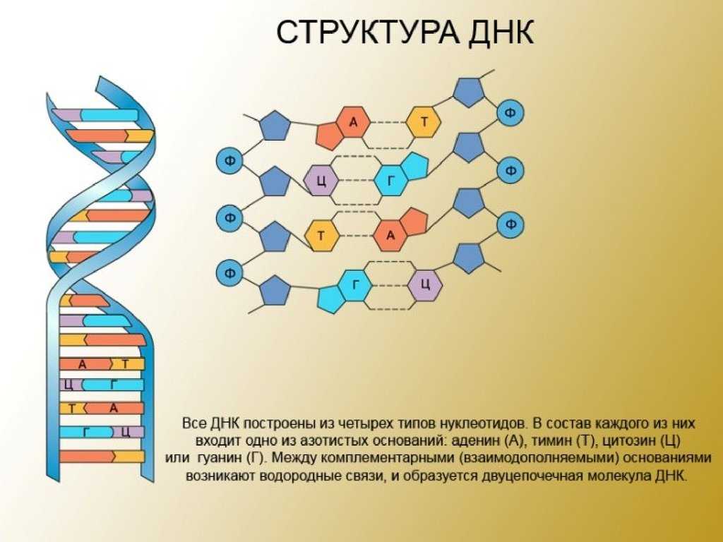 Клетка как производство, ее управляющий центр. сознание вне мозга, или многомерность живого