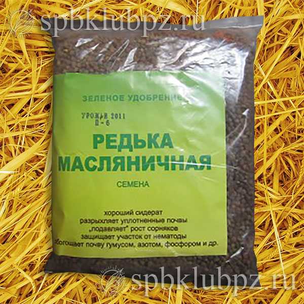 Редька масличная: описание, применение как сидерат, посадка и уход