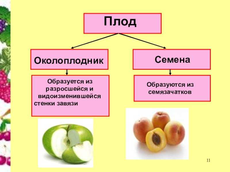 Околоплодник в 6 классе: всё, что нужно знать | учебник биологии
