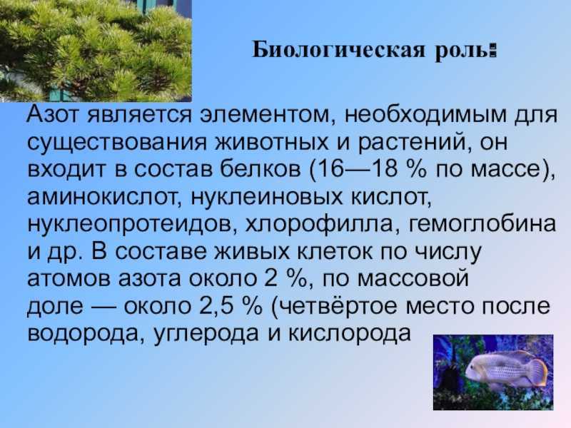 Азотфиксирующие бактерии | справочник по защите растений — агроxxi