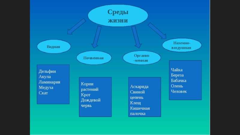 Экология или взаимодействие организмов со средой #60