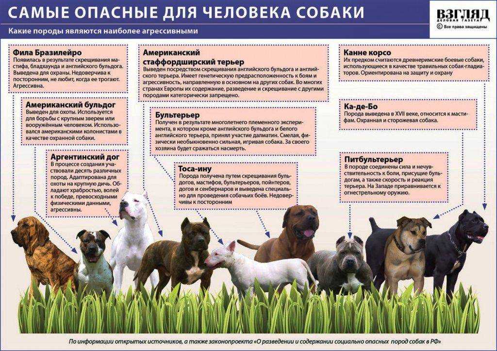 Содержание животных