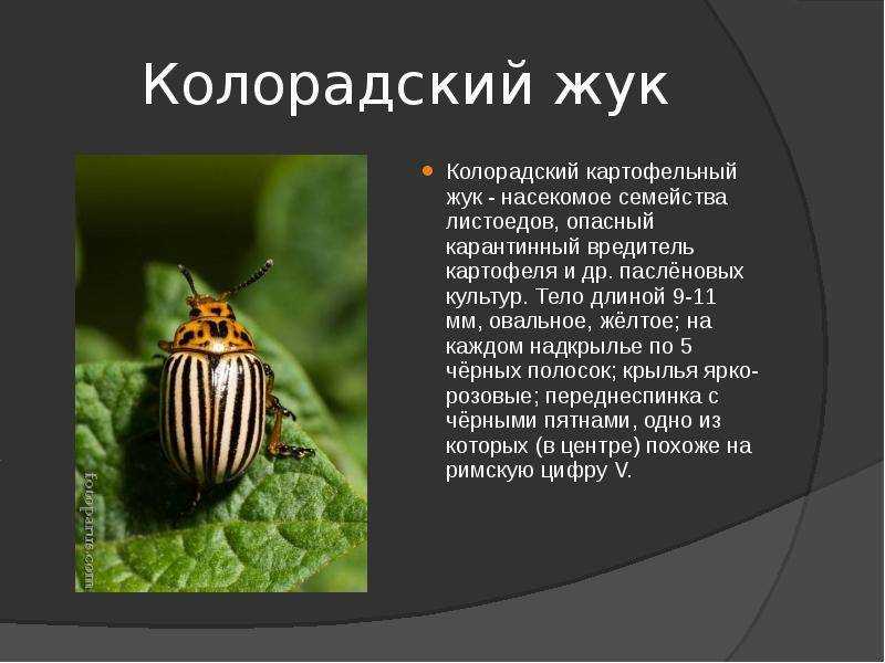Откуда взялся колорадский жук в россии