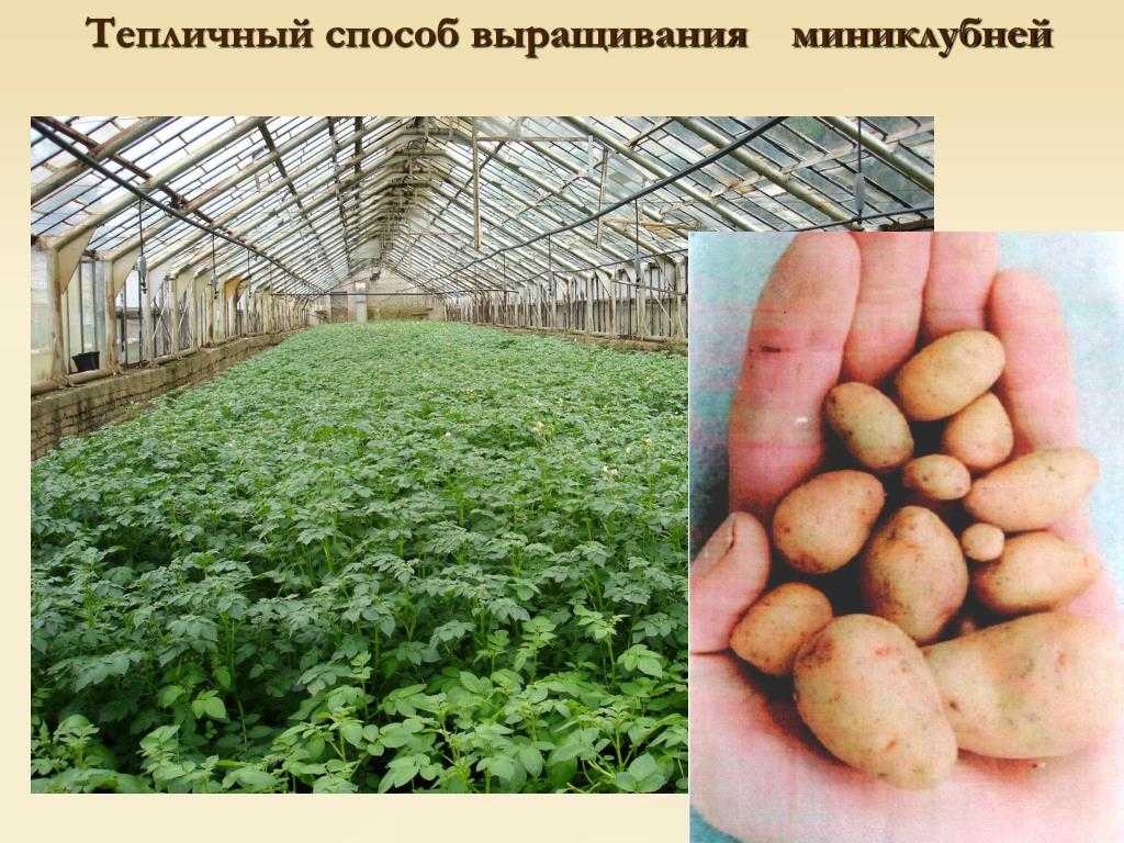 Как получить большой урожай картофеля, лучшие сорта