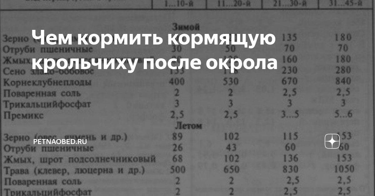 Кормление кроликов: случка и беременность — агроxxi