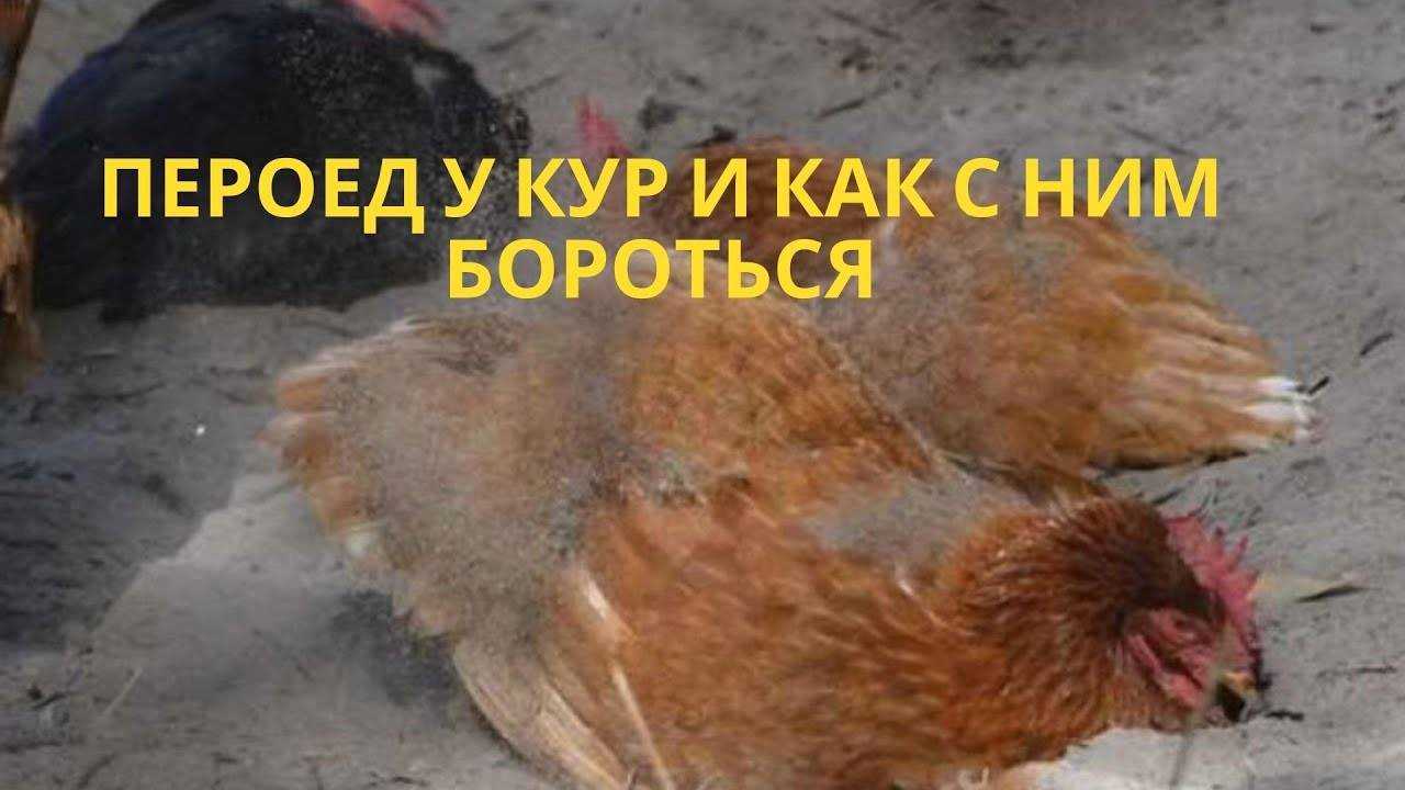 Куриные вши: как от них избавиться и чем обработать курятник? препараты, лечение и меры профилактики