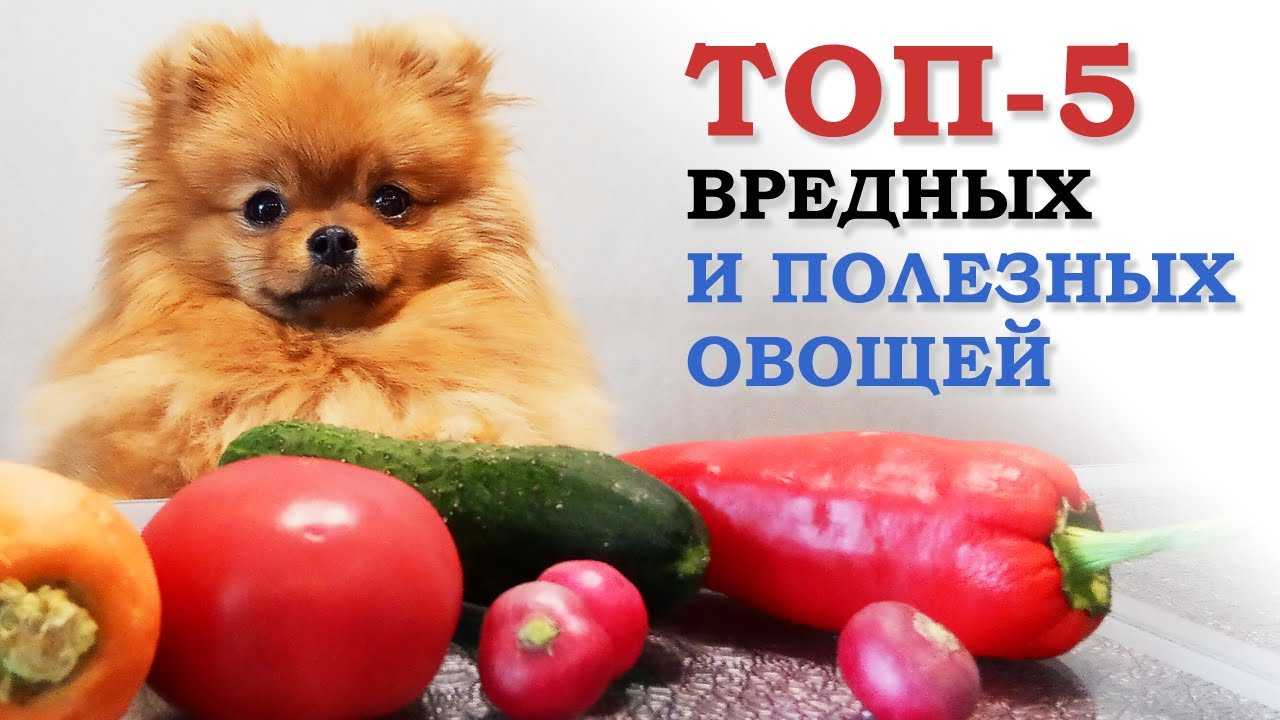 Тыква на корм животным - кормобзор