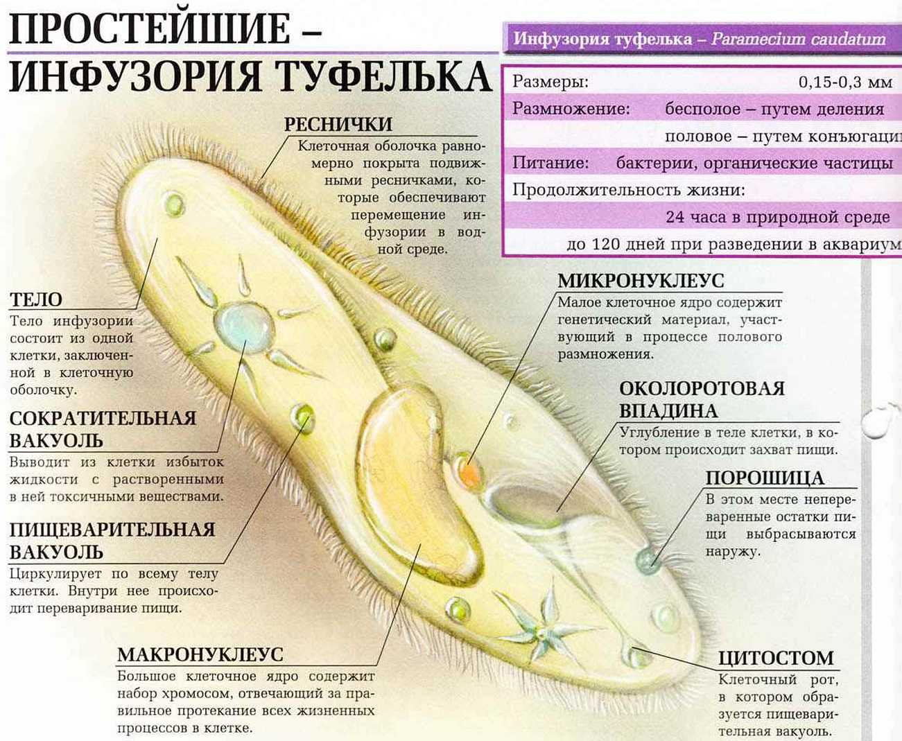 Половой процесс у одноклеточных - половое размножение - размножение организмов - организменный уровень организации живого - учебник биология - чебышев н. в. - вунмц 2000