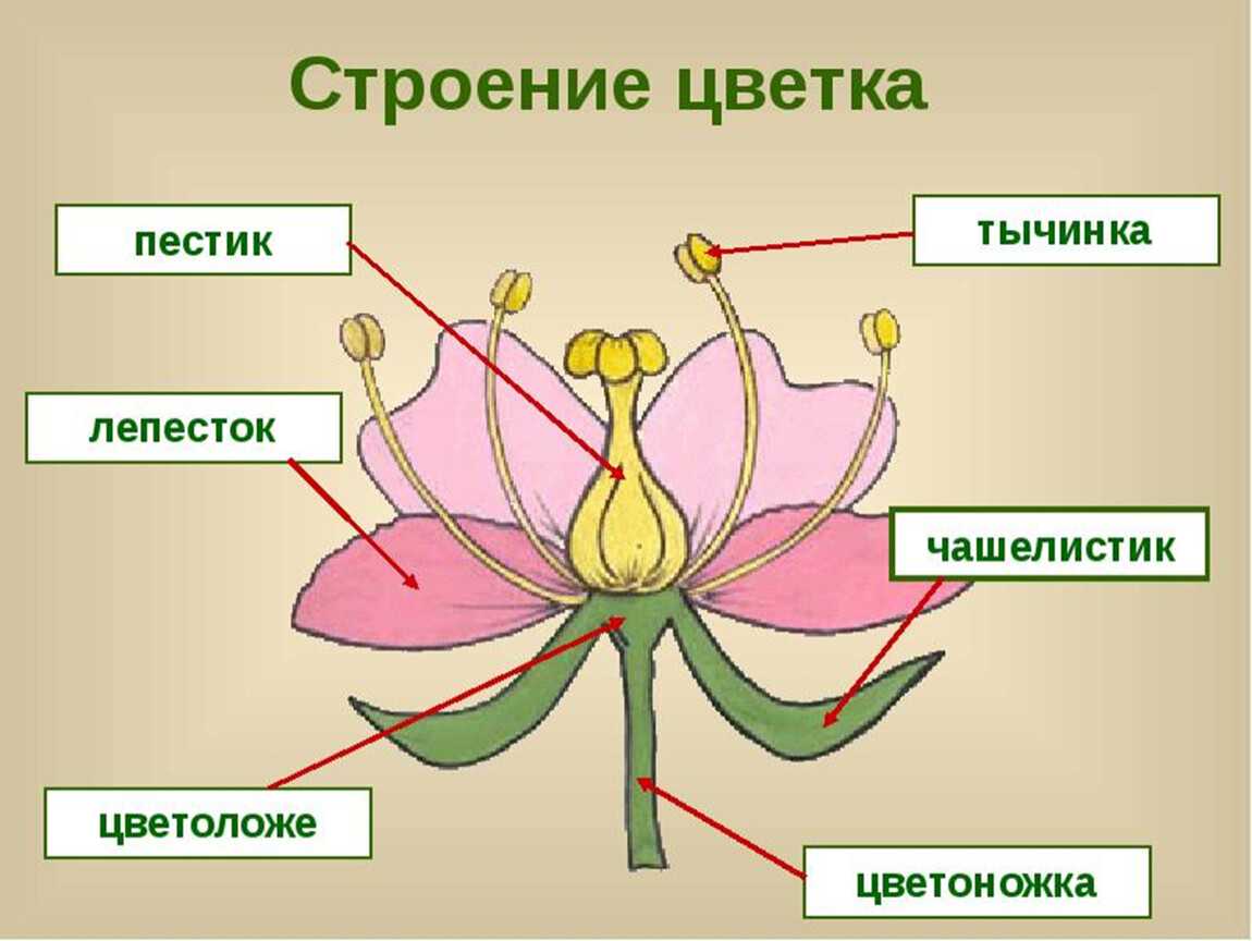 10.4.3. размножение семенных растений