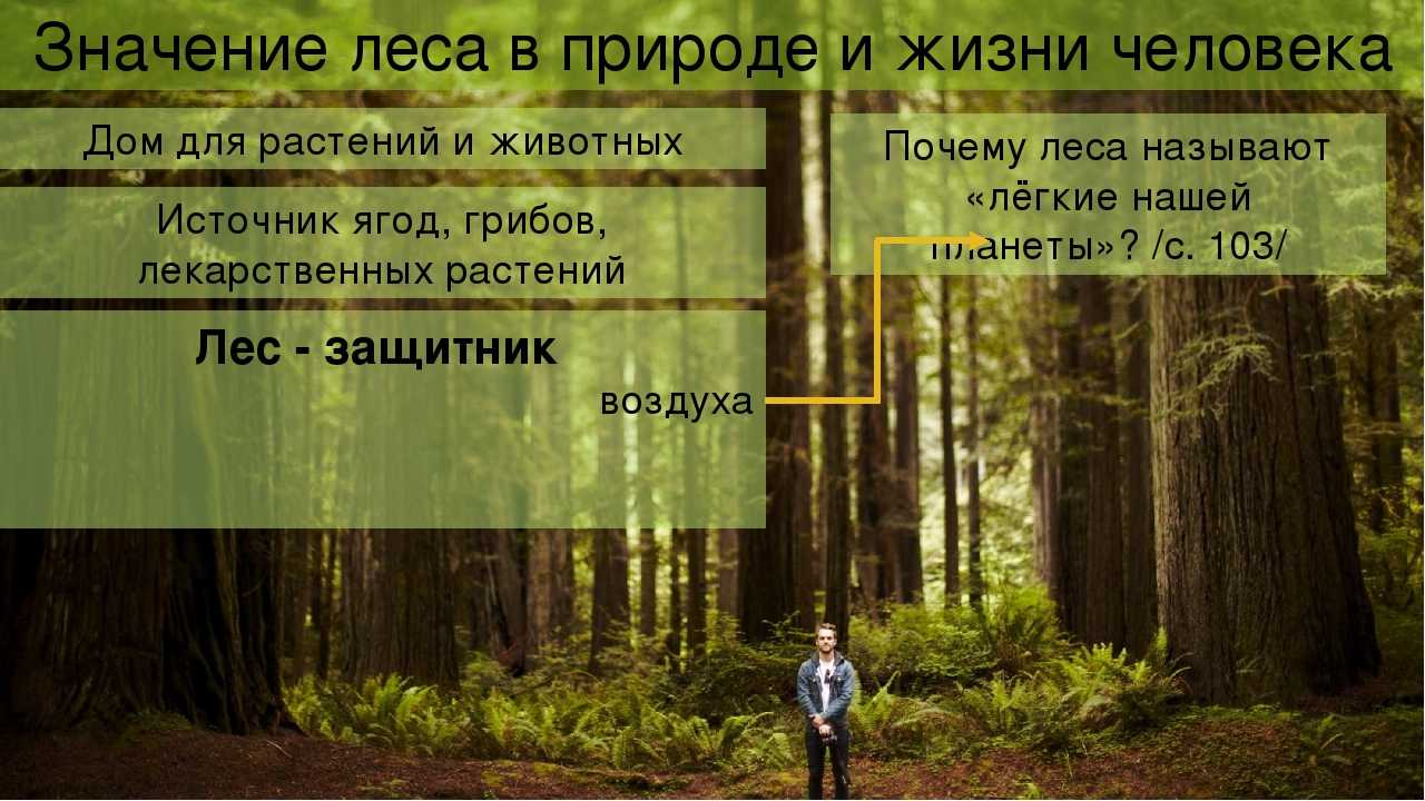 Лес и человек стр. 103 – 109