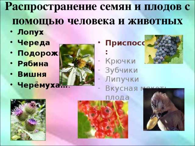 Как происходит распространение плодов и семян у клёна?