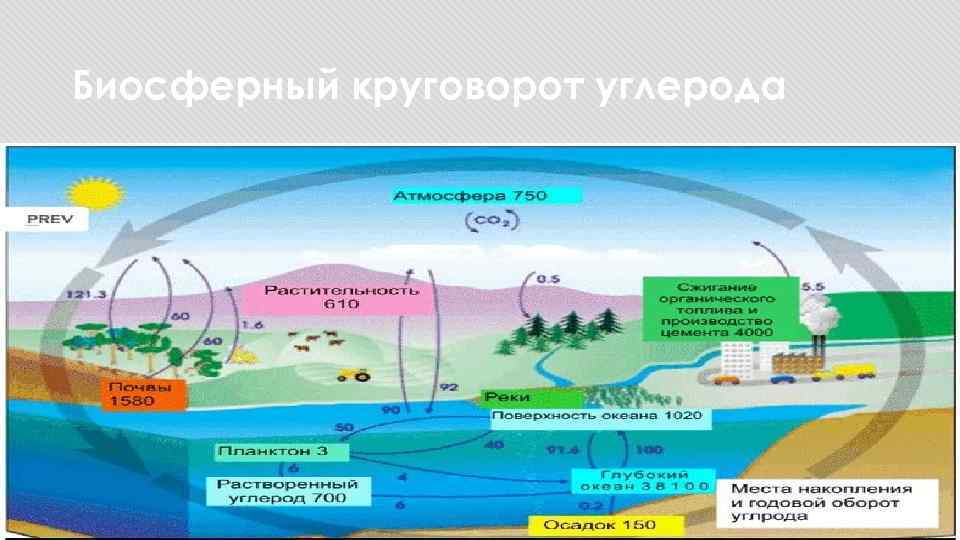 Термофильные метанобразующие бактерии. реферат. биология. 2015-05-26