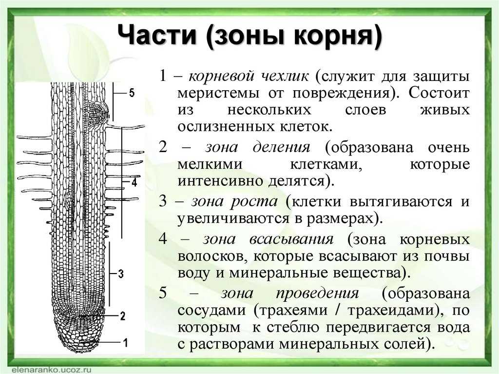 Анатомическое строение корня