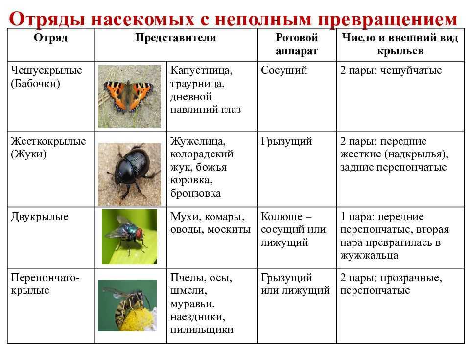 Термиты и симбиотические жгутиконосцы - научная библиотека
