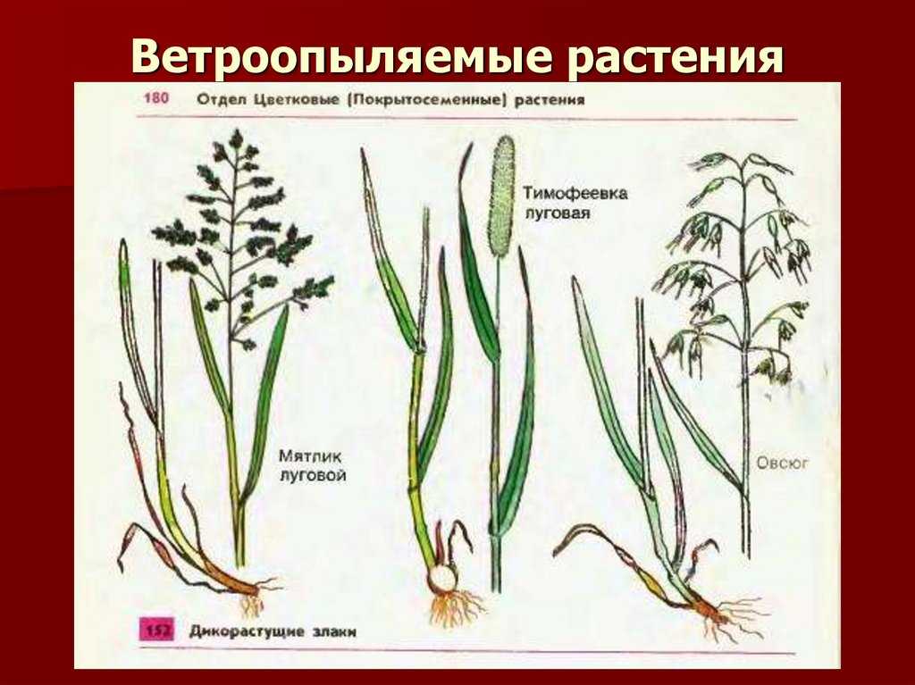 Различия между ветроопыляемыми и насекомоопыляемыми растениями: основные отличия и их влияние на растительный мир