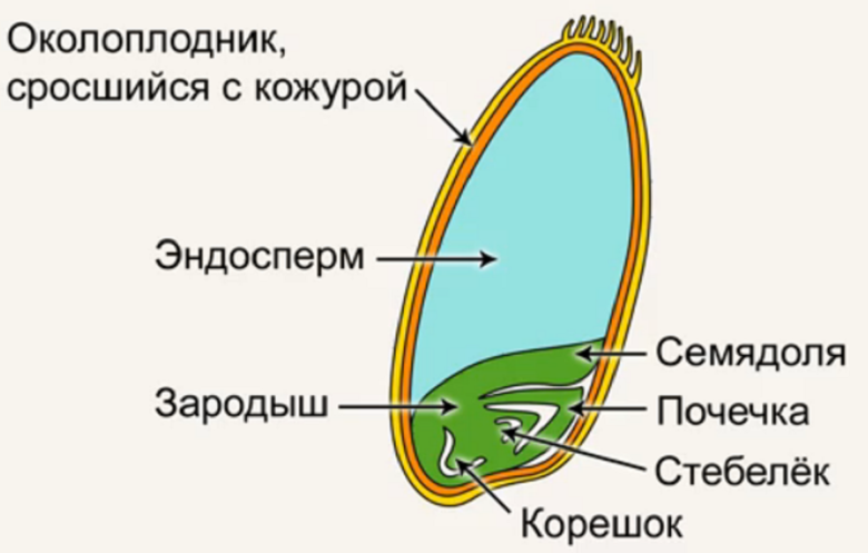 Этапы органогенеза и экологический эффект времени возобновления весенней вегетации озимой пшеницы