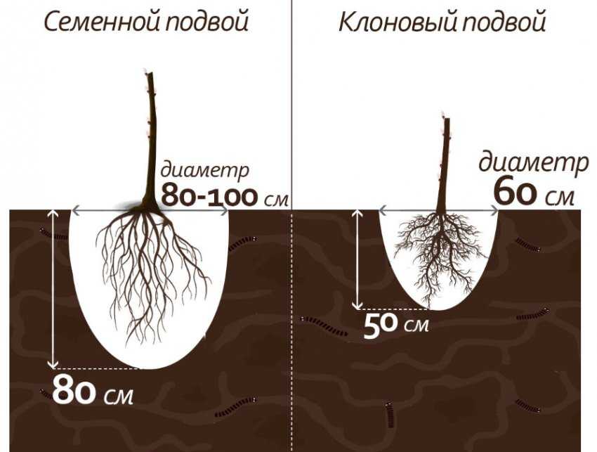 Подвой - что это такое в садоводстве, клоновый для яблони