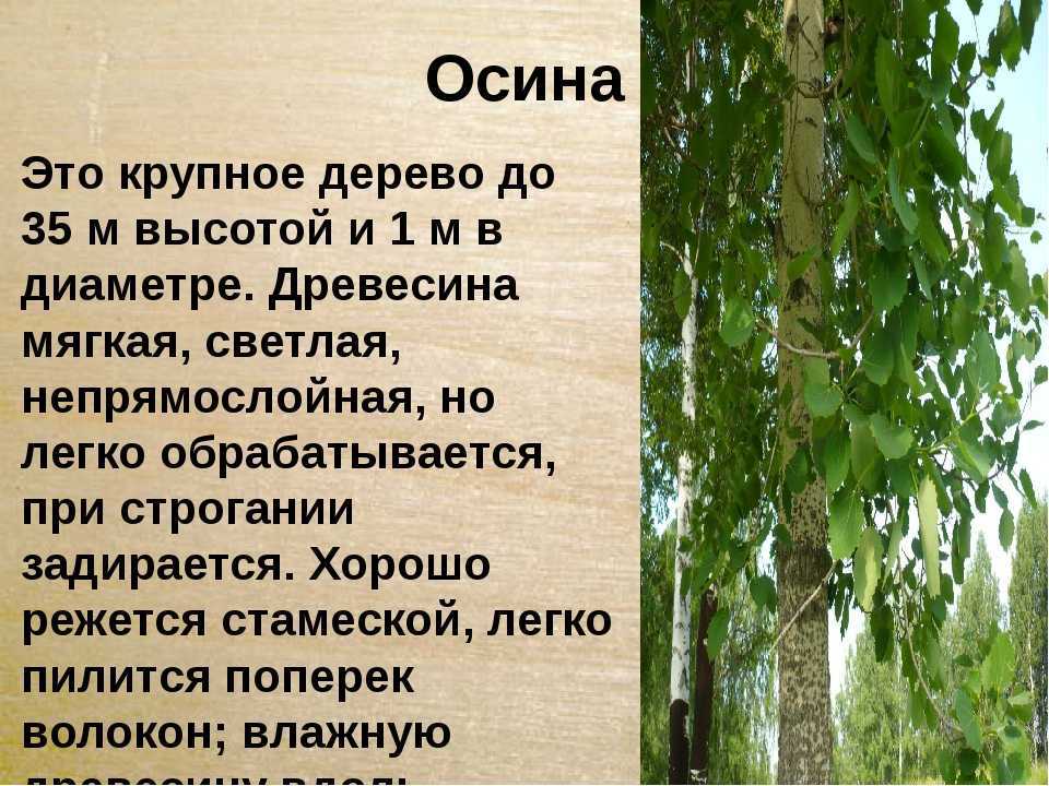 Главные отличия в качестве и характеристиках древесины осини и сосны для производства досок: сравнительный анализ