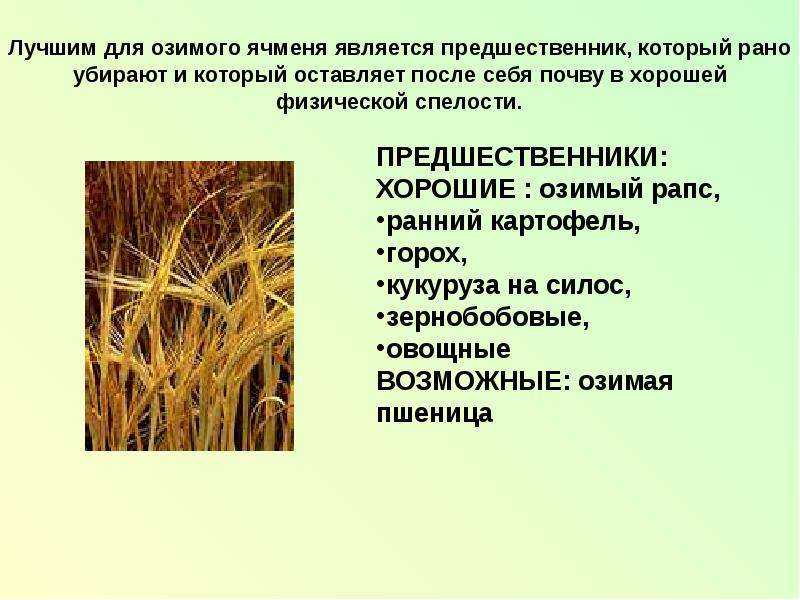 Характеристика озимого ячменя