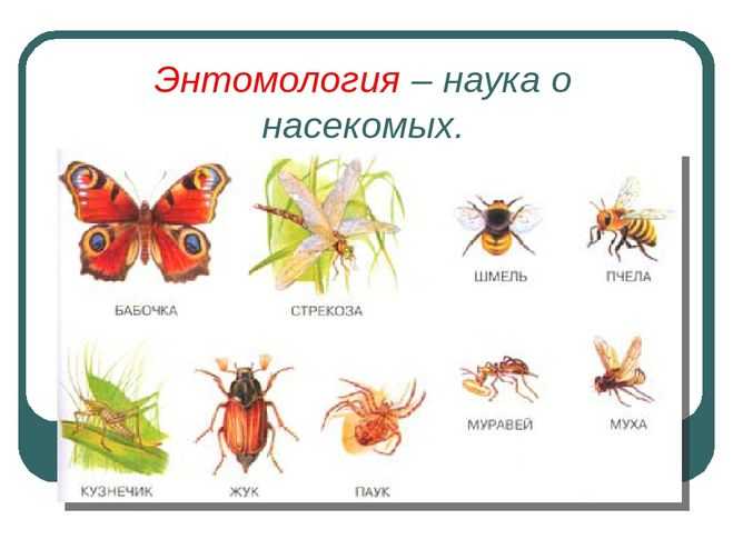 Сельскохозяйственная энтомология - wikiital.com