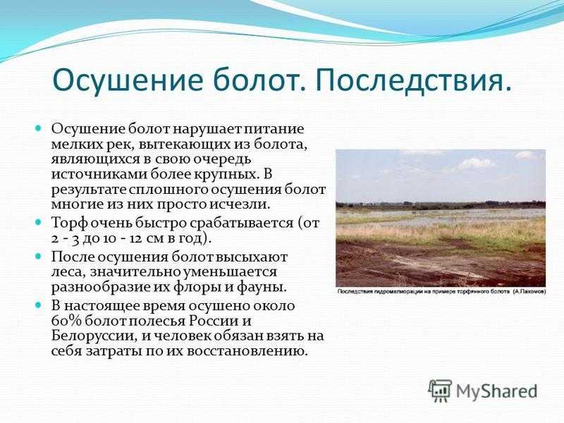 Спасти болота. чем грозит планете осушение болот и как его остановить