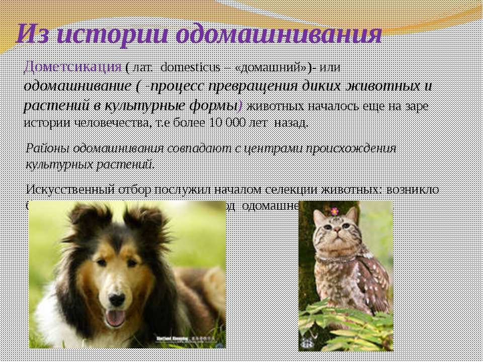 Исторические закономерности одомашнивания животных - готовый реферат