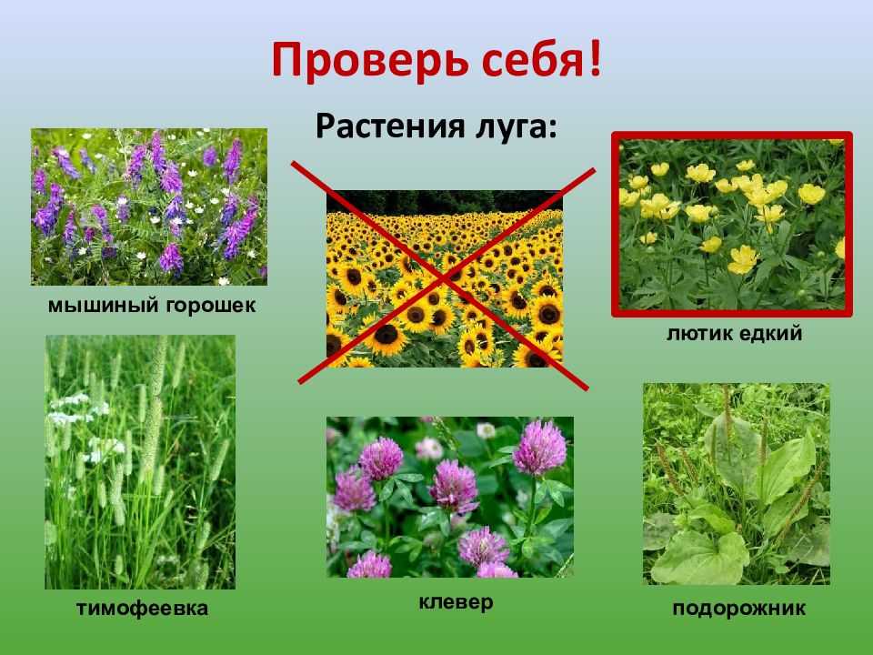 Луговая растительность | центрально-черноземный государственный заповедник имени профессора в.в. алехина