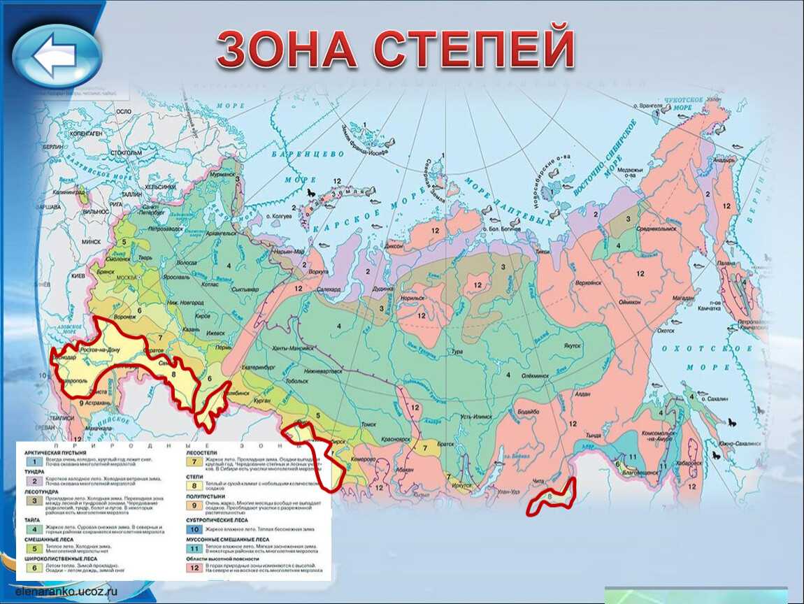 Зона степей россии: расположение, карта, природные условия, животные и растения