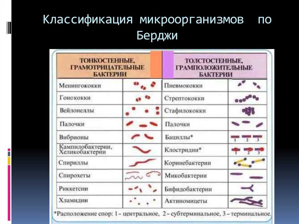Классификация и морфология бактерий кратко