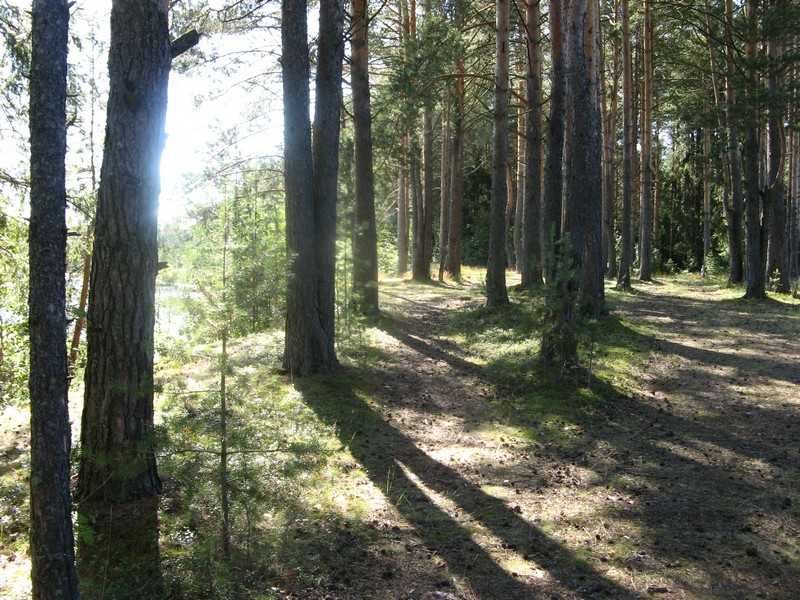 Природное сообщество "луг": характеристика, животный и растительный мир — природа мира