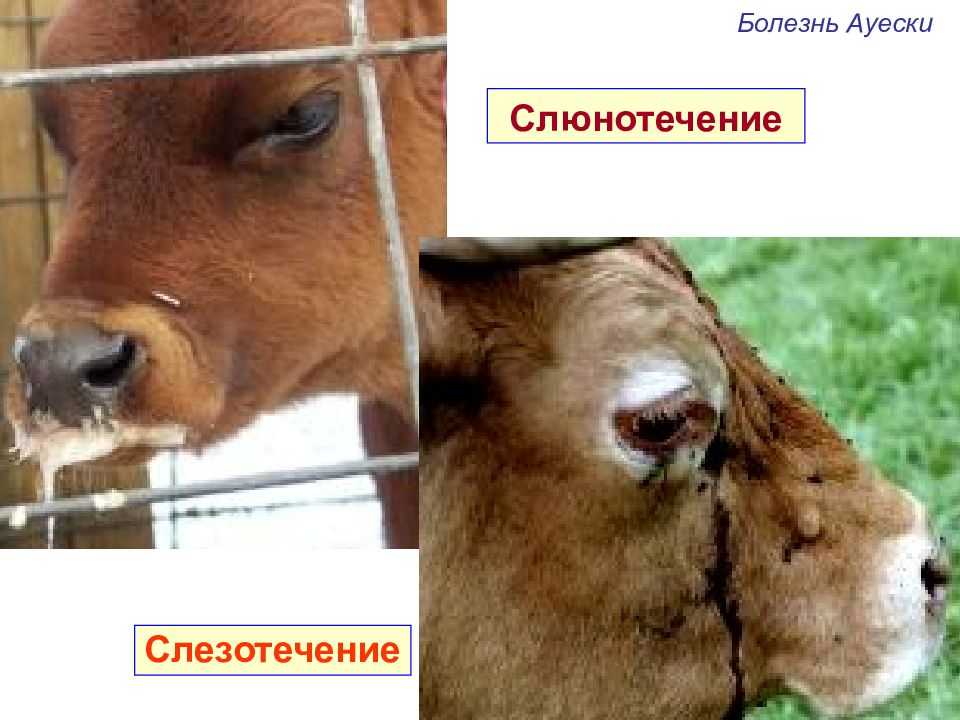 Ауески болезнь