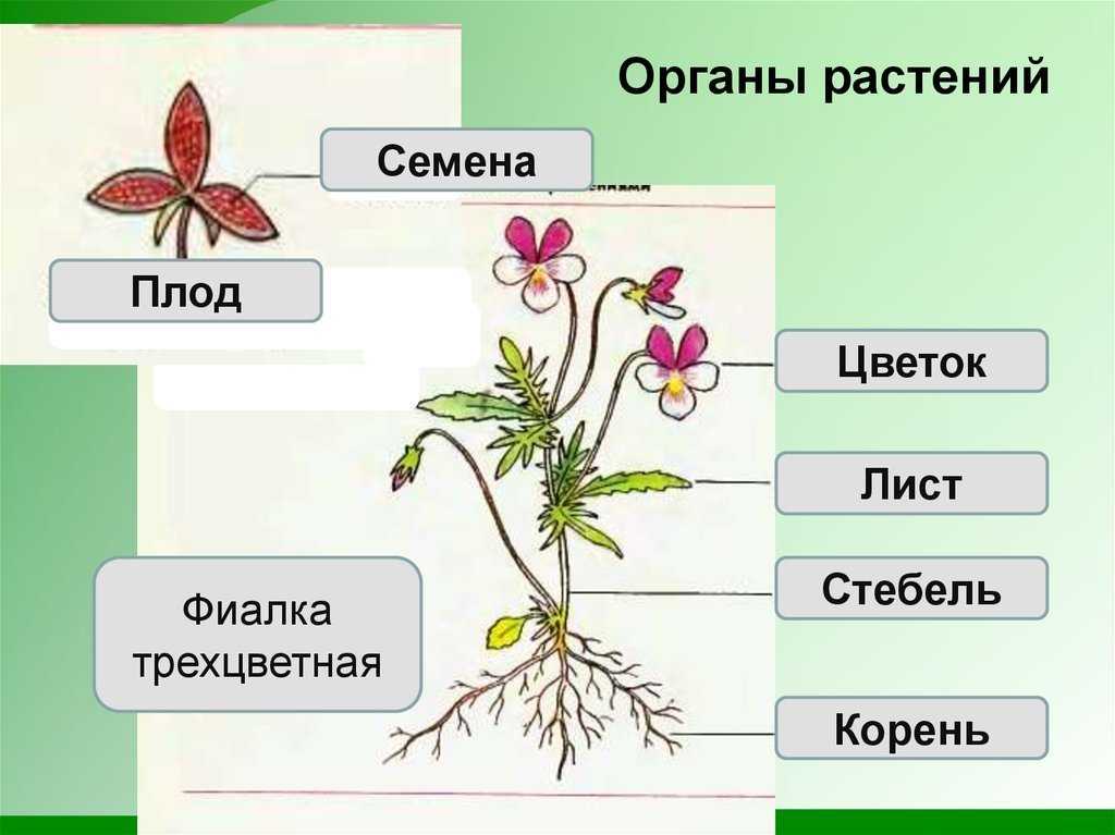 Болезни дубов