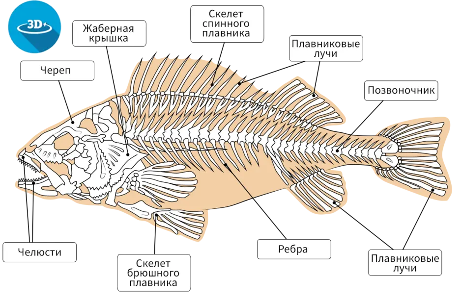 Скелет речного окуня биология 7. Строение скелета костистой рыбы. Строение скелета речного окуня. Скелет костной рыбы Речной окунь. Внутреннее строение карася