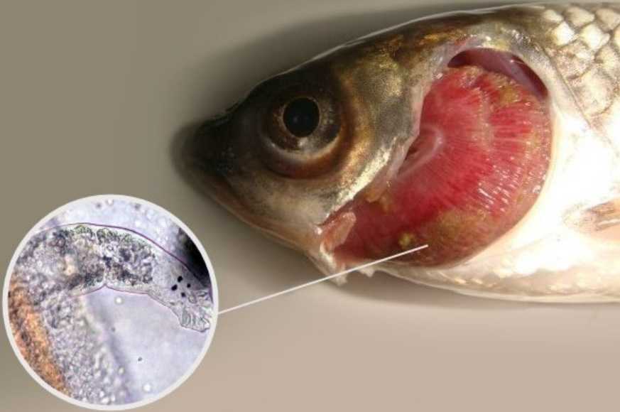Болезни рыб и их опасность для здоровья человека