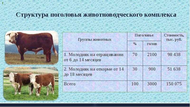Закон о побочных продуктах животноводства: что нужно знать