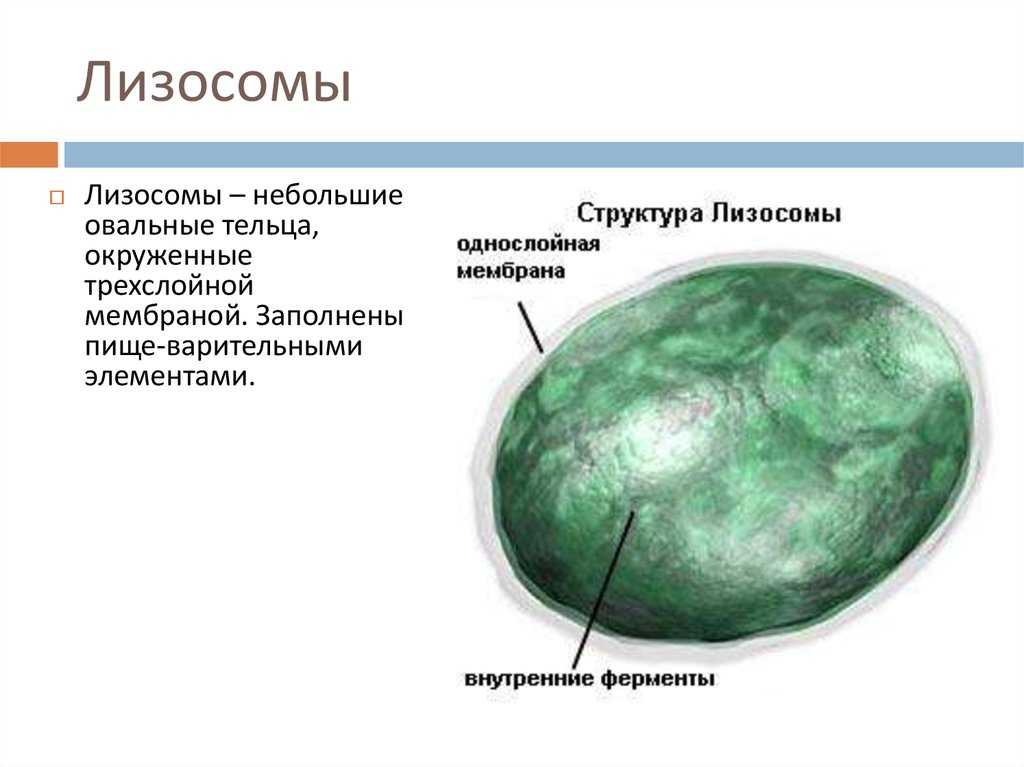 Лизосомы