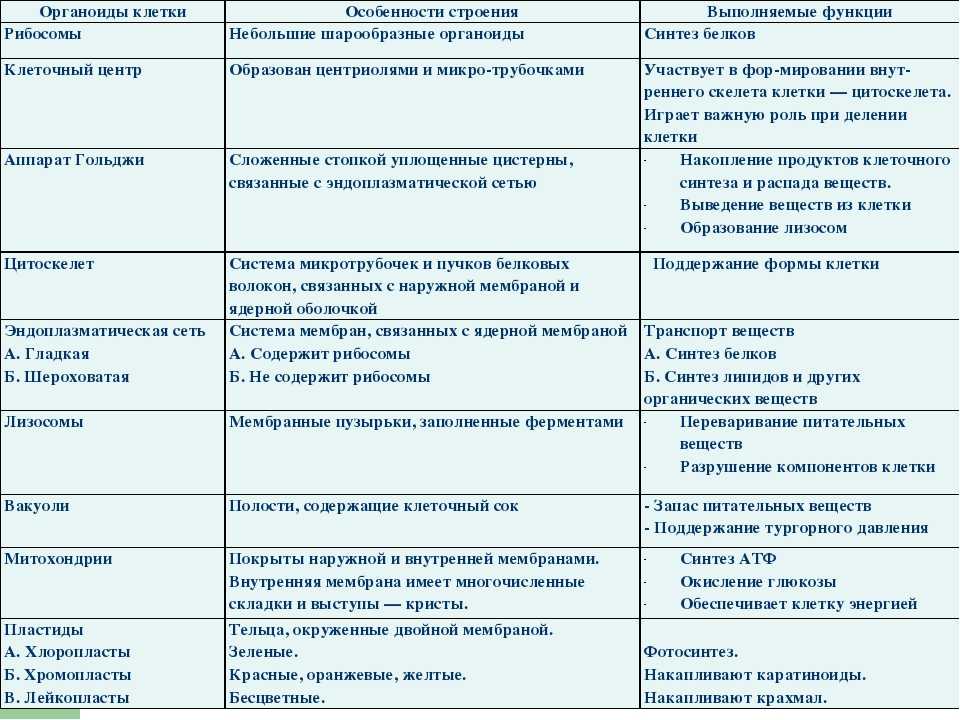 § 10. клеточная теория. общий план строения клетки: клеточная теория