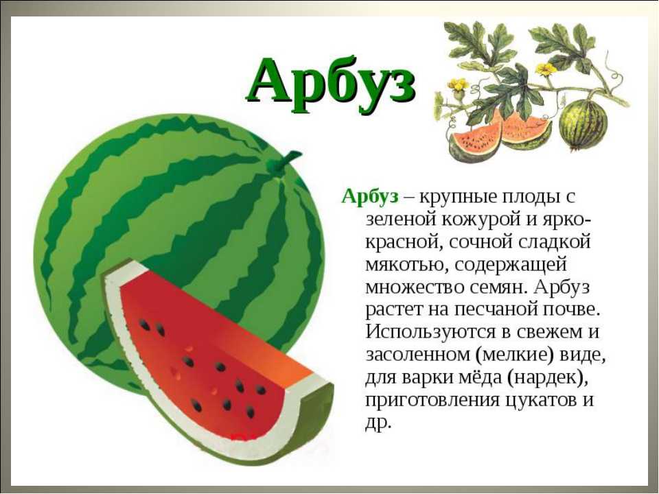 Осужденная дыня любимые и странные сорта дыни.польза и вред дыни