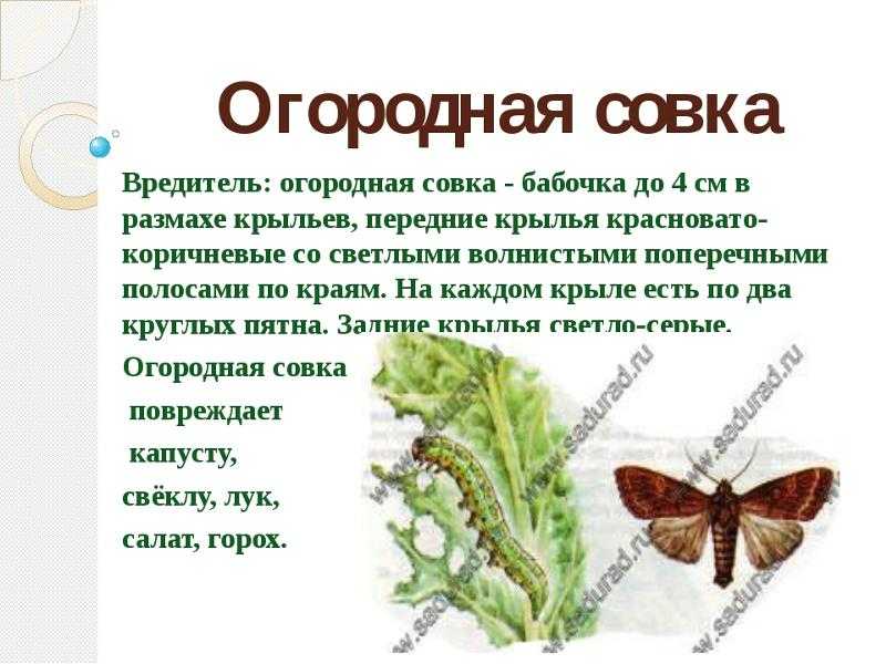 Как бороться с совкой (капустной, картофельной, огородной): способы избавиться от вредителя на огороде