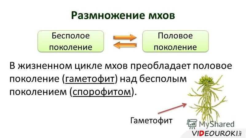 Жизненные циклы. размножение. 8 класс учитель биологии: бушуева е.с. мбоу «сош 1 им. героя советского союза каманина н.п.» г.меленки. - презентация