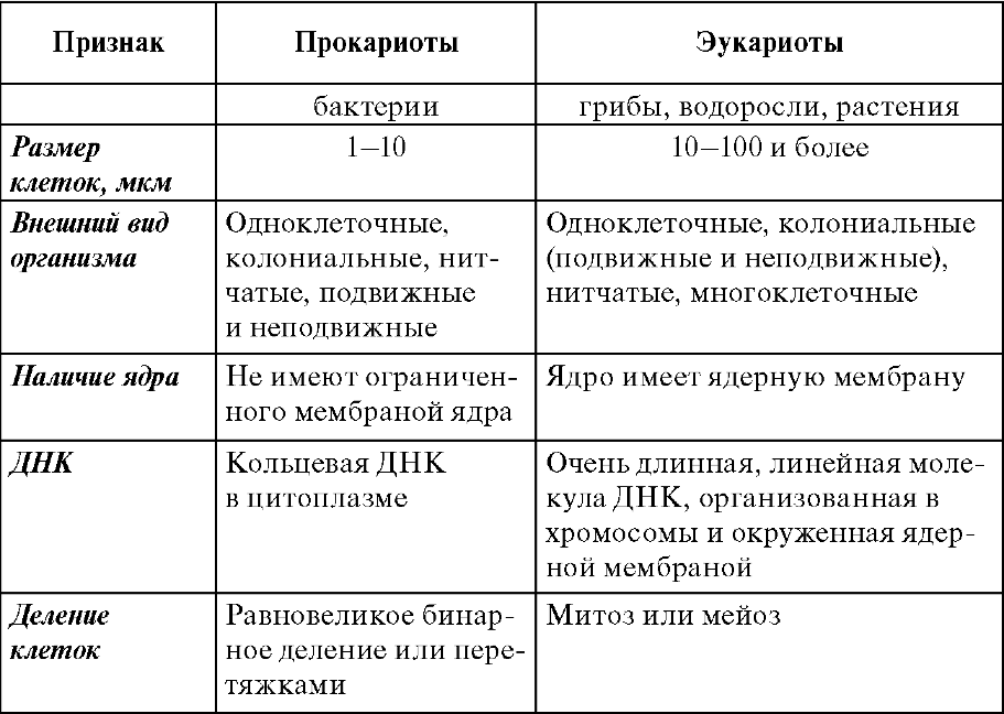 Прокариоты и эукариоты: характеристика и сравнение — отзывы о рефератных компаниях рунета