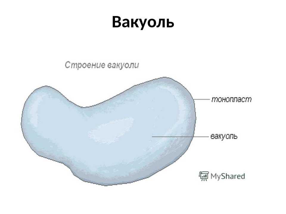 Растительная клетка и ее строение | 6 класс | биология
