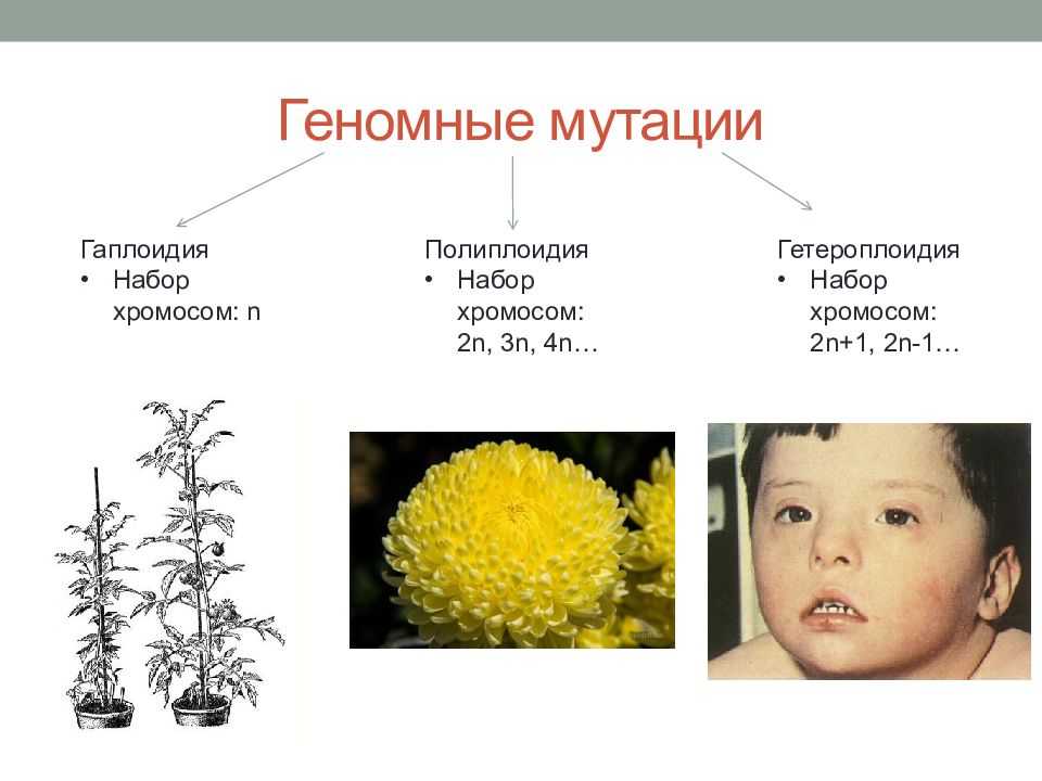 Гаплоидия
