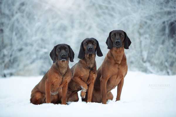 Правила организации и проведения испытаний и состязаний охотничьих собак
