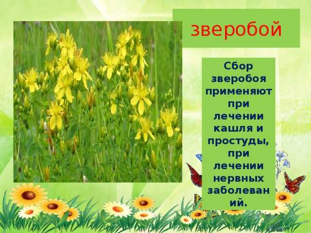 Урок экологии по теме «лесная аптека». воспитателям детских садов, школьным учителям и педагогам - маам.ру
