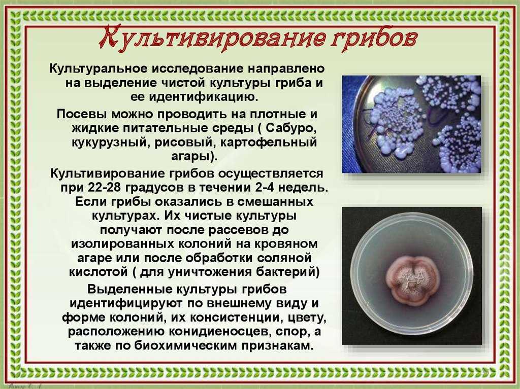 Грибница для мицелия. виды грибниц, выбор и хранение