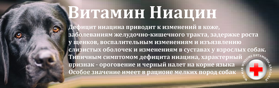 Источники витаминов для кошки