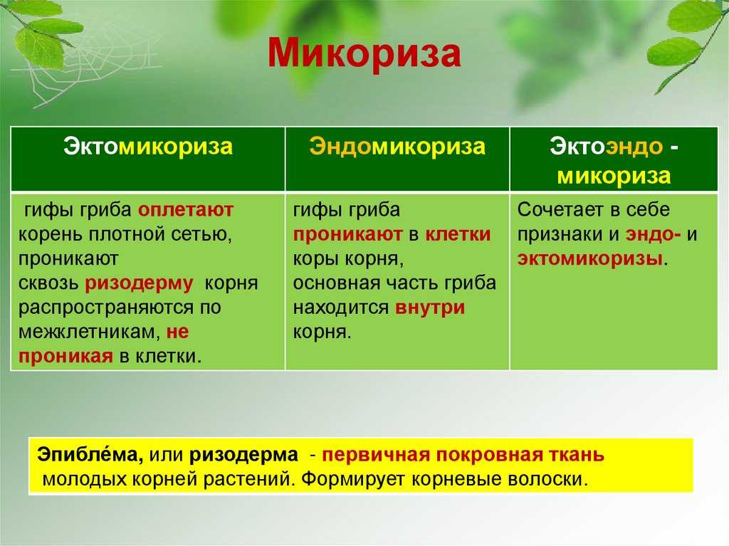 Микориза и ее роль в жизнедеятельности растений - цветочки - 19 января - 43265401187 - медиаплатформа миртесен