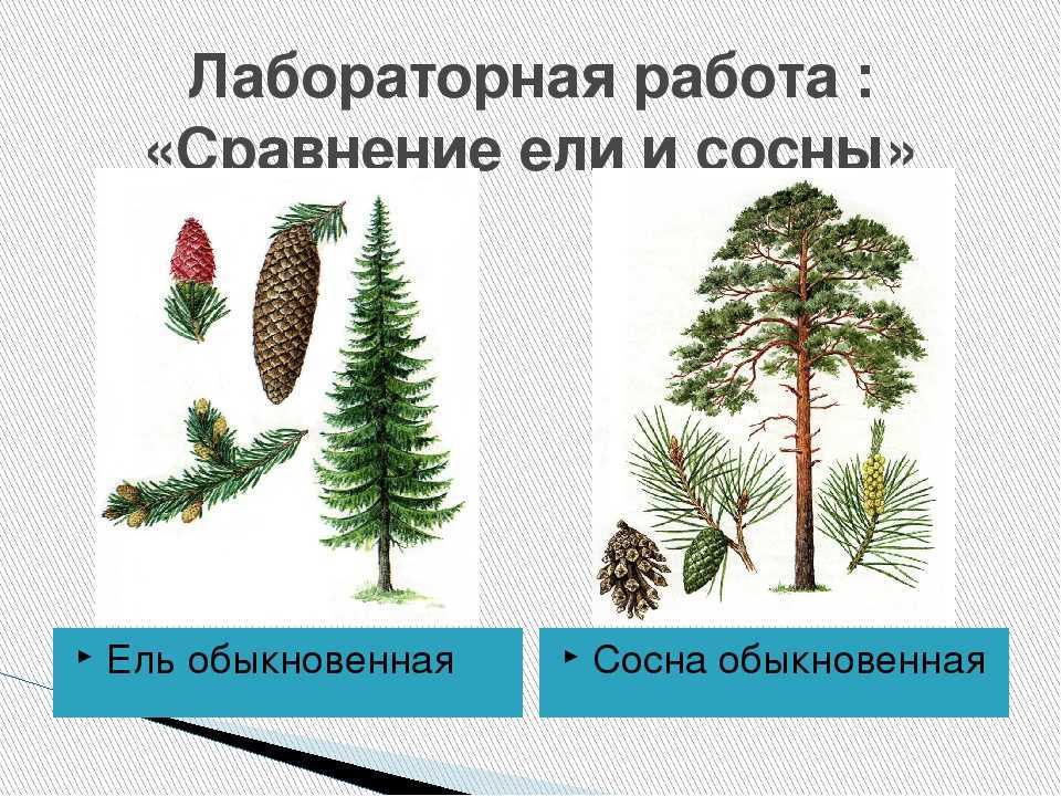 Особенности корневой системы ели